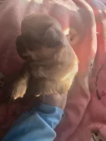 Treasure Pekingese Chihuahua (Cheek), a male Pekingese for sale in Kansas City, MO – Photo 3 of 3