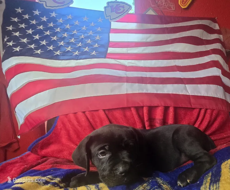 PISTOL – Cane Corso puppy for sale in Kansas City, MO