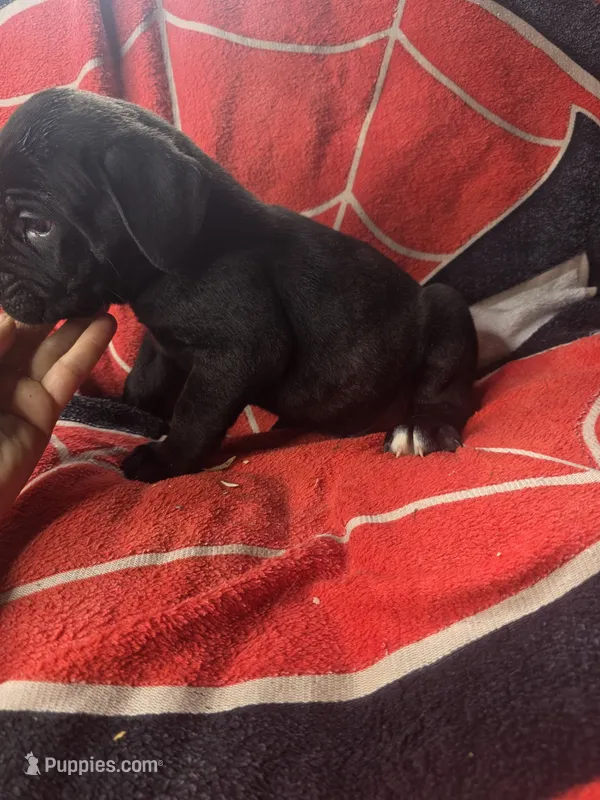 PISTOL – Cane Corso puppy for sale in Kansas City, MO