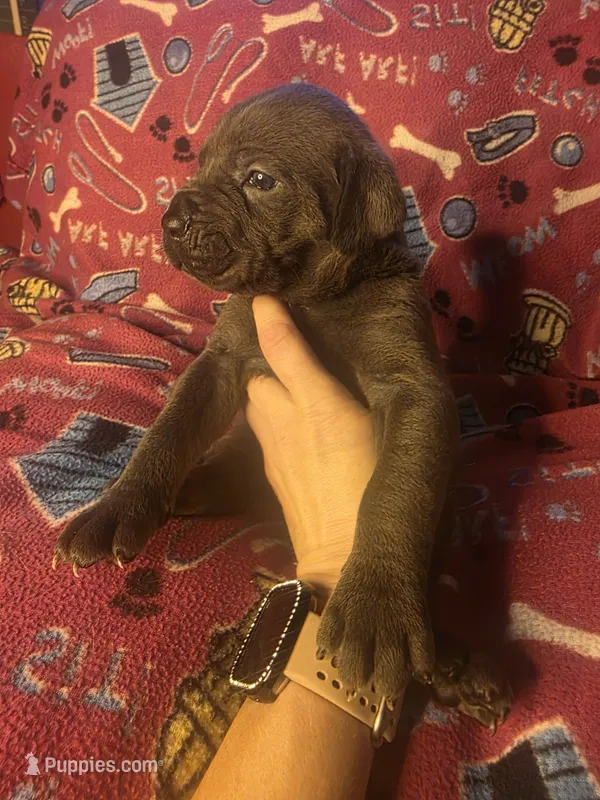 Colt – Cane Corso puppy for sale in Kansas City, MO