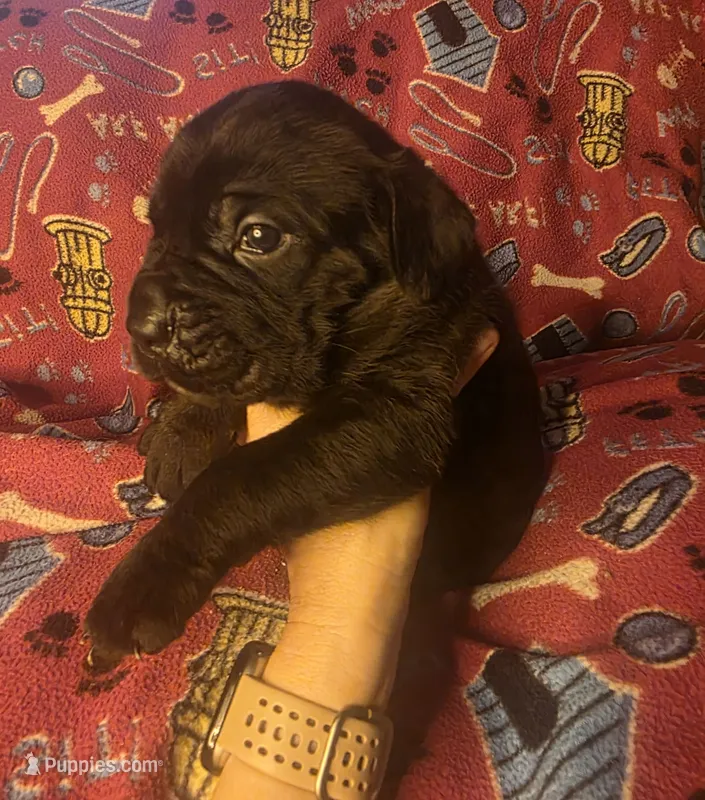 ROME – Cane Corso puppy for sale in Kansas City, MO