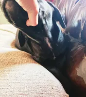 PISTOL, a female Cane Corso for sale in Kansas City, MO – 2 of 2