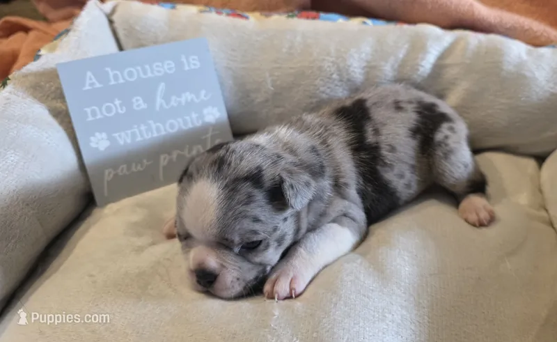 Merle Haggard – Boston Terrier puppy for sale in Kansas City, MO