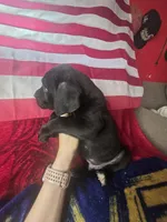 RUGER, a male Cane Corso for sale in Kansas City, MO – 2 of 2