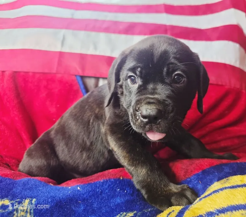 ROME – Cane Corso puppy for sale in Kansas City, MO