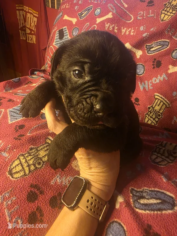 RUGER – Cane Corso puppy for sale in Kansas City, MO
