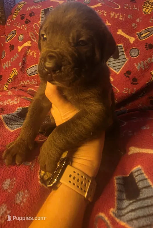 Baretta – Cane Corso puppy for sale in Kansas City, MO
