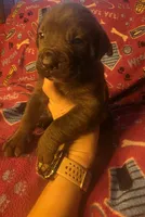 Baretta, a female Cane Corso for sale in Kansas City, MO – 1 of 1