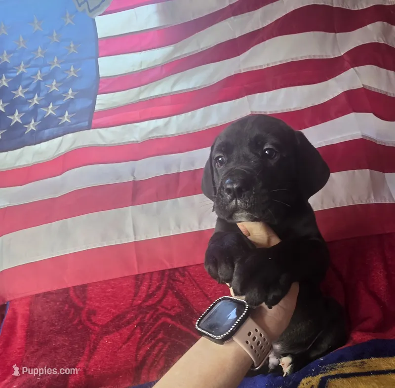 RUGER – Cane Corso puppy for sale in Kansas City, MO