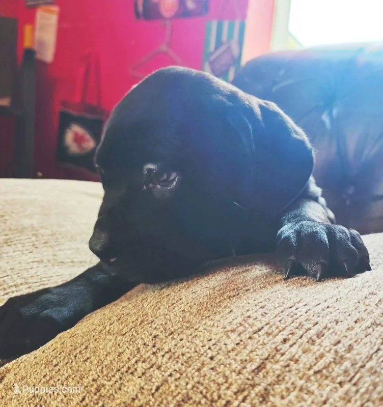 PISTOL – Cane Corso puppy for sale in Kansas City, MO