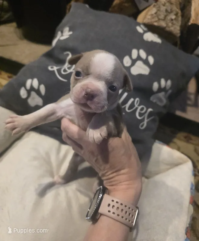 Lavender/Lilac – Boston Terrier puppy for sale in Kansas City, MO