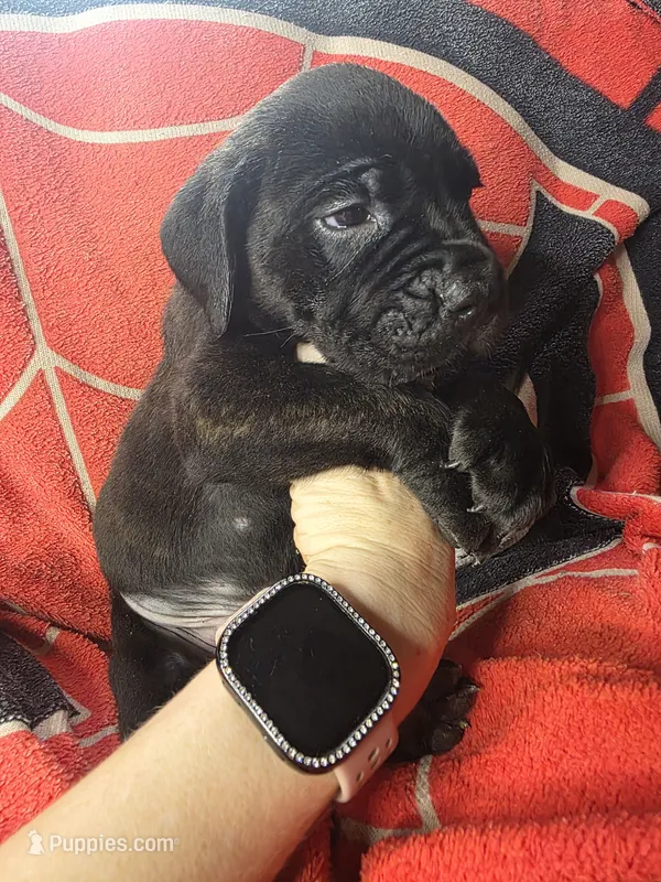 ROME – Cane Corso puppy for sale in Kansas City, MO