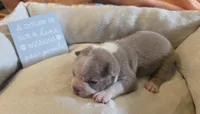 Lavender/Lilac, a female Boston Terrier for sale in Kansas City, MO – 1 of 1