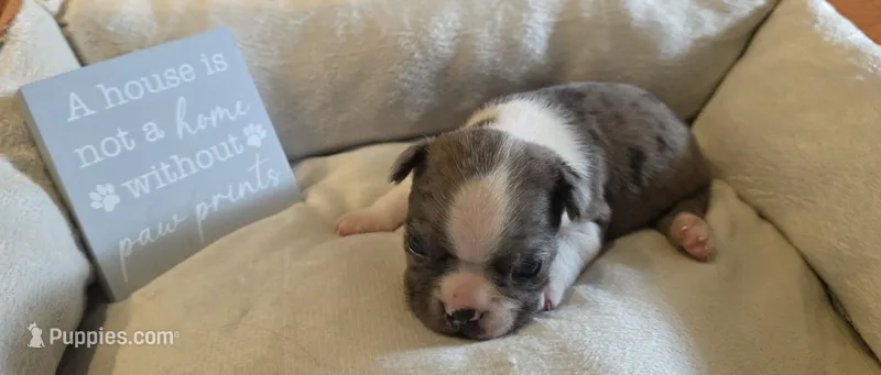 Hank – Boston Terrier puppy for sale in Kansas City, MO