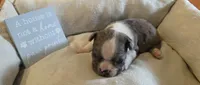 Hank, a male Boston Terrier for sale in Kansas City, MO – 1 of 1