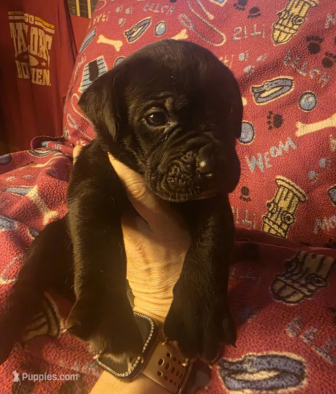 PISTOL – Cane Corso puppy for sale in Kansas City, MO