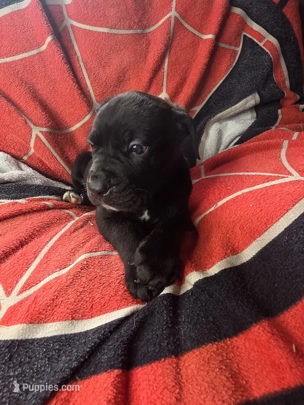 RUGER – Cane Corso puppy for sale in Kansas City, MO