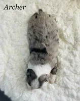 Archer, a male Aussiedoodle and Miniature Aussiedoodle for sale in San Diego, CA – 6 of 6