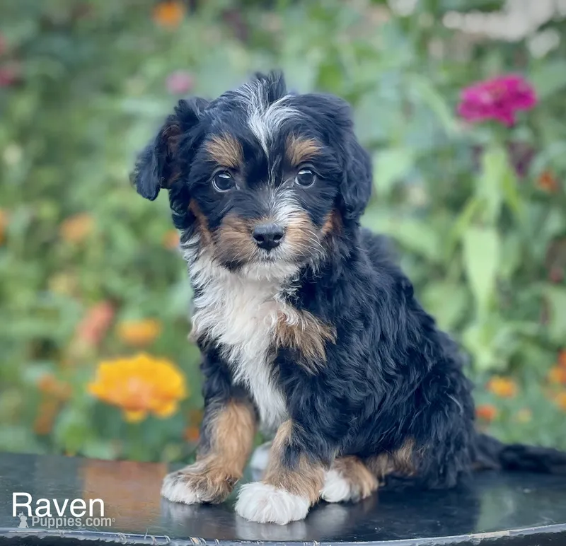Raven – Aussiedoodle, Miniature Aussiedoodle puppy for sale in Jamul, CA
