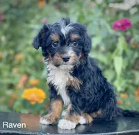 Raven, a female Aussiedoodle and Miniature Aussiedoodle for sale in Jamul, CA – 1 of 8