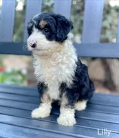 Lilly, a female Aussiedoodle and Miniature Aussiedoodle for sale in San Diego, CA – 2 of 6