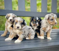 October (one blue eye) , a male Aussiedoodle and Miniature Aussiedoodle for sale in San Diego, CA – 3 of 5