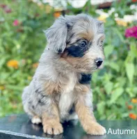 Autumn , a female Aussiedoodle and Miniature Aussiedoodle for sale in Jamul, CA – 5 of 10