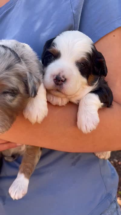 Forest , a male Aussiedoodle and Miniature Aussiedoodle for sale in San Diego, CA – 5 of 5