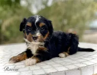 Raven, a female Aussiedoodle and Miniature Aussiedoodle for sale in Jamul, CA – 5 of 8
