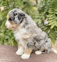 Cocoa, a female Aussiedoodle and Miniature Aussiedoodle for sale in San Diego, CA – 3 of 4