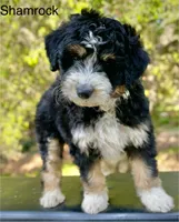 Shamrock, a male Aussiedoodle and Miniature Aussiedoodle for sale in San Diego, CA – 2 of 5