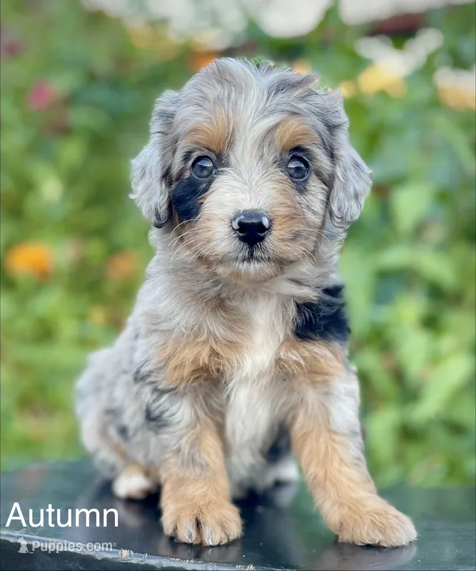 Autumn  – Aussiedoodle, Miniature Aussiedoodle puppy for sale in San Diego, CA