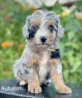 Autumn , a female Aussiedoodle and Miniature Aussiedoodle for sale in Jamul, CA – 1 of 10