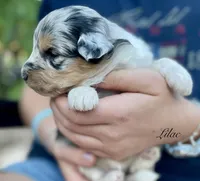 Lilac, a female Aussiedoodle and Miniature Aussiedoodle for sale in San Diego, CA – 2 of 3