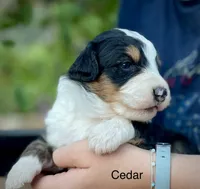 Cedar, a male Aussiedoodle and Miniature Aussiedoodle for sale in San Diego, CA – 2 of 4