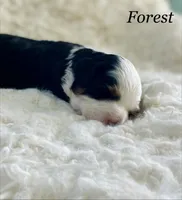 Forest , a male Aussiedoodle and Miniature Aussiedoodle for sale in San Diego, CA – 4 of 5