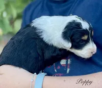 Poppy, a female Aussiedoodle and Miniature Aussiedoodle for sale in San Diego, CA – 7 of 8