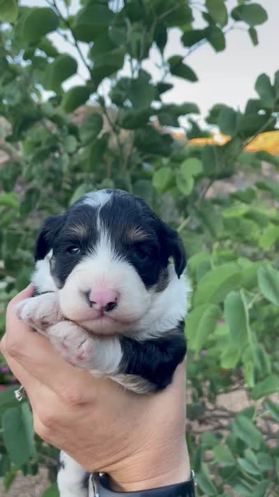 Lilly, a female Aussiedoodle and Miniature Aussiedoodle for sale in San Diego, CA – 6 of 6