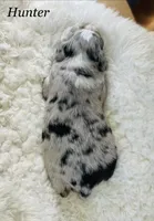 Hunter, a male Aussiedoodle and Miniature Aussiedoodle for sale in San Diego, CA – 5 of 6