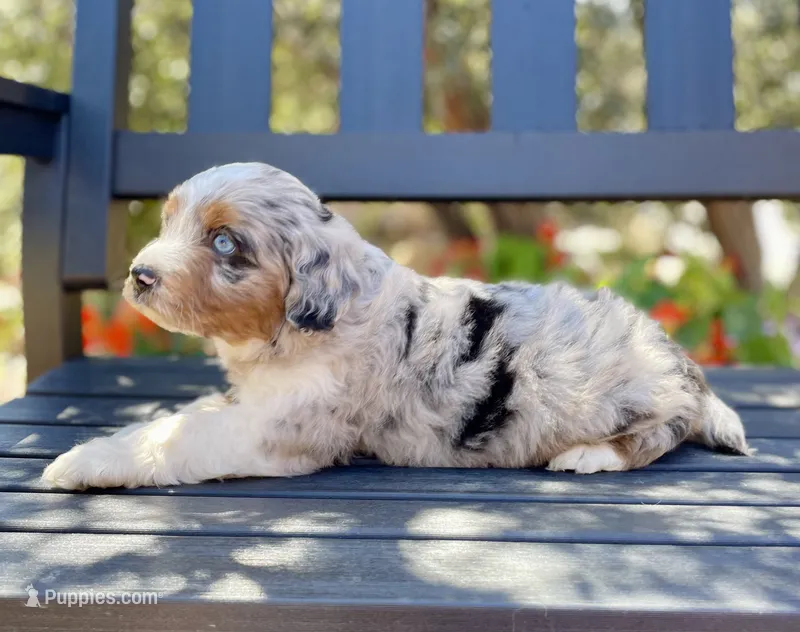 Hunter *BLUE EYES* – Aussiedoodle, Miniature Aussiedoodle puppy for sale in San Diego, CA