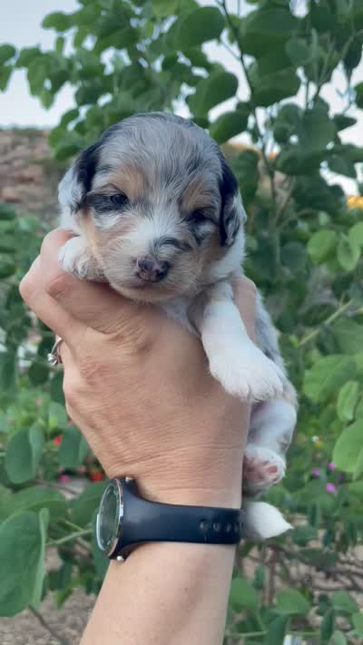 Lilac, a female Aussiedoodle and Miniature Aussiedoodle for sale in San Diego, CA – 3 of 3