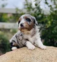 Hunter *BLUE EYES*, a male Aussiedoodle and Miniature Aussiedoodle for sale in San Diego, CA – 3 of 9