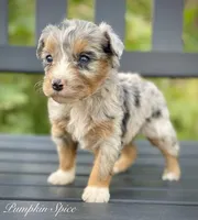 Pumpkin Spice , a female Aussiedoodle and Miniature Aussiedoodle for sale in San Diego, CA – 2 of 4