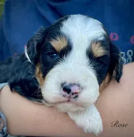 Rose, a female Aussiedoodle and Miniature Aussiedoodle for sale in San Diego, CA – 4 of 6