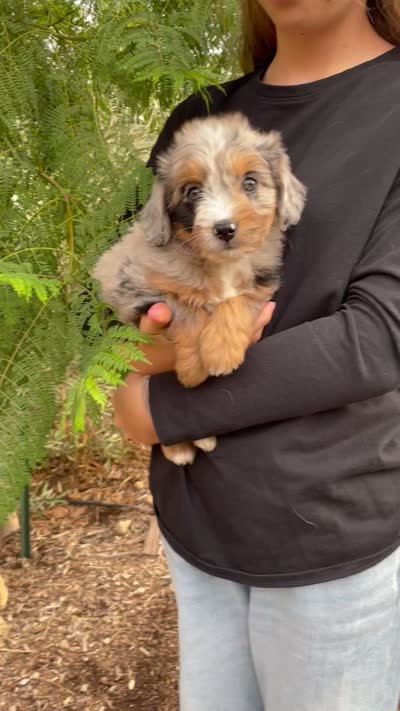 Autumn , a female Aussiedoodle and Miniature Aussiedoodle for sale in Jamul, CA – 2 of 10