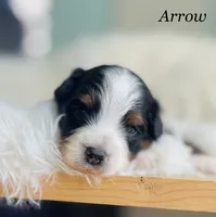 Arrow, a male Aussiedoodle and Miniature Aussiedoodle for sale in San Diego, CA – 3 of 5