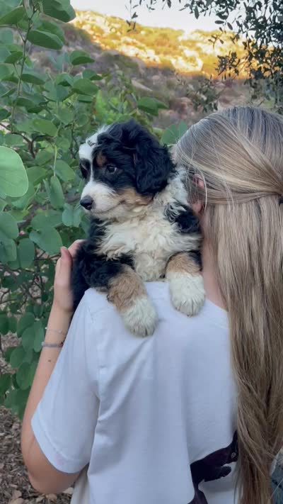 Daisy, a female Aussiedoodle and Miniature Aussiedoodle for sale in San Diego, CA – 3 of 6