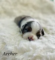 Archer, a male Aussiedoodle and Miniature Aussiedoodle for sale in San Diego, CA – 3 of 6