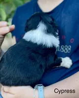 Cypress, a male Aussiedoodle and Miniature Aussiedoodle for sale in San Diego, CA – 6 of 6
