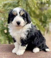 Mittens, a female Aussiedoodle for sale in San Diego, CA – 2 of 4